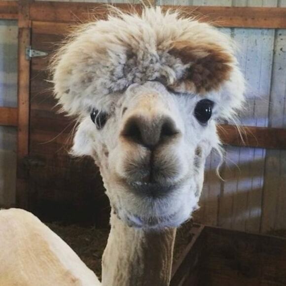 Lunya Grey Ribbed Sweater Soft Cozy Oversized Gray Alpaca Pullover Top Size XS/S - Picture 10 of 10